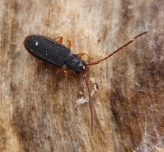 Uleiota planata