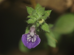 Hygrophila serpyllum