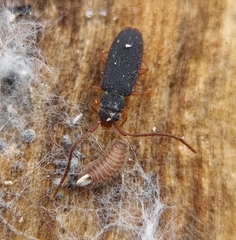 Uleiota planata