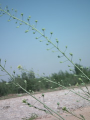 Camelina microcarpa