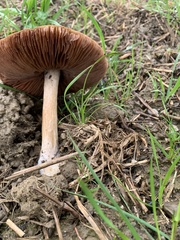 Volvopluteus gloiocephalus