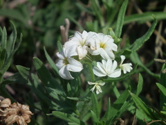 Tournefortia sibirica