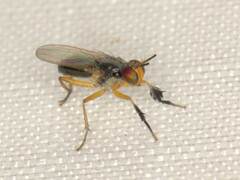 Anaphalantus longicornis