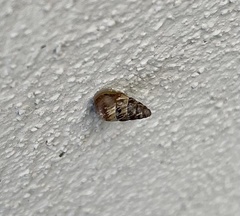 Cochlicella