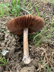 Volvopluteus gloiocephalus