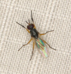 Anaphalantus longicornis