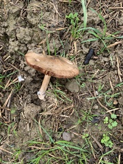 Volvopluteus gloiocephalus