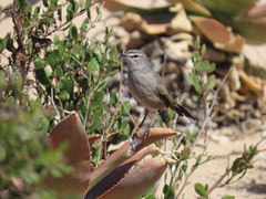 Cercotrichas coryphoeus