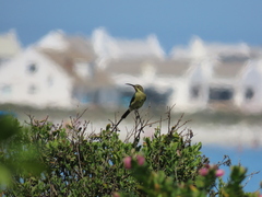 Nectarinia famosa famosa