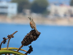 Emberiza capensis