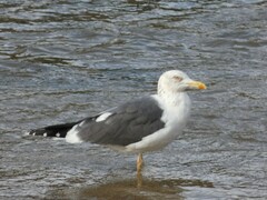 Larus fuscus