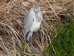 Ardea cinerea