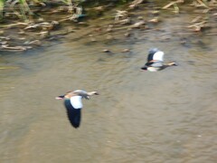 Alopochen aegyptiaca