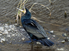 Phalacrocorax carbo