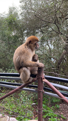 Macaca sylvanus