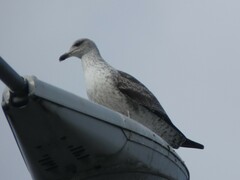 Larus fuscus