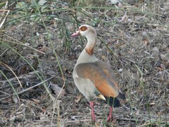 Alopochen aegyptiaca