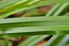 Carex agastachys