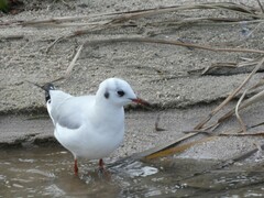 Chroicocephalus ridibundus