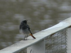 Phoenicurus ochruros