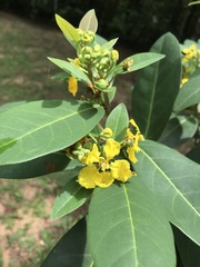 Stigmaphyllon paralias