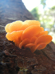 Favolaschia