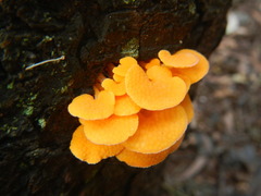 Favolaschia