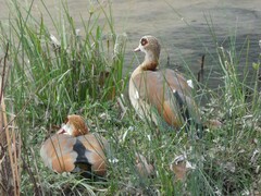 Alopochen aegyptiaca