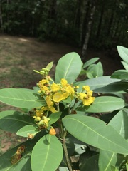 Stigmaphyllon paralias