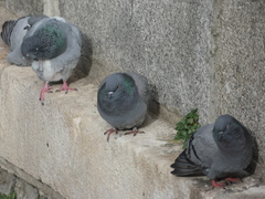 Columba livia domestica