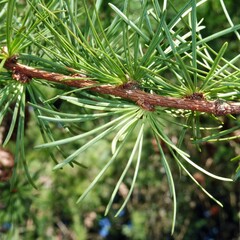 Larix kaempferi