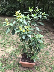 Stigmaphyllon paralias