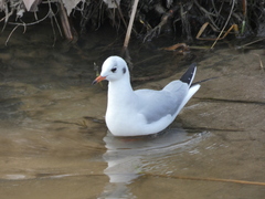 Chroicocephalus ridibundus
