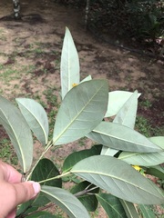 Stigmaphyllon paralias