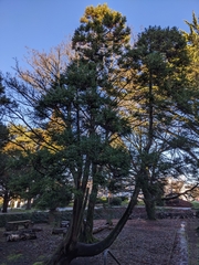 Cryptomeria japonica