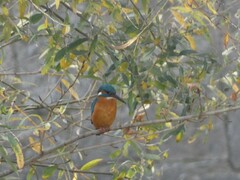 Alcedo atthis