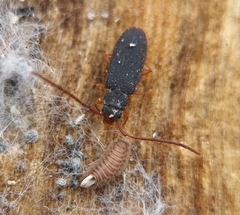 Uleiota planata