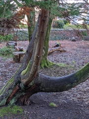 Cryptomeria japonica