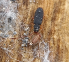 Uleiota planata