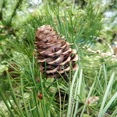Larix kaempferi