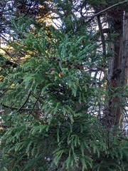 Cryptomeria japonica