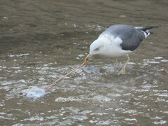 Larus fuscus