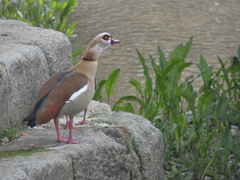 Alopochen aegyptiaca