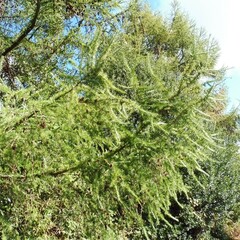 Larix kaempferi