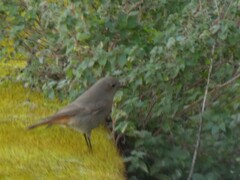 Phoenicurus ochruros