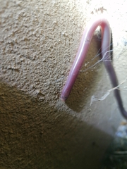 Rhinotyphlops lalandei