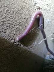 Rhinotyphlops lalandei