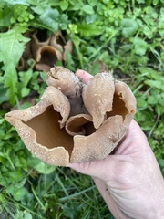 Peziza