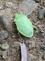 Chlorocoris distinctus