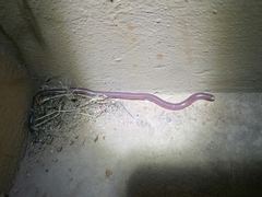 Rhinotyphlops lalandei